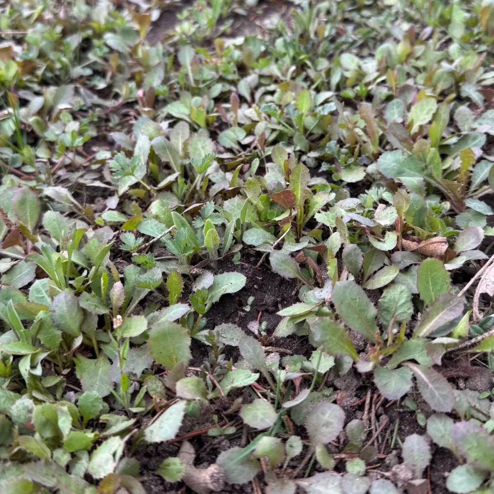Korean godeulppaegi seeds - 고들빼기,향고채 | KSEEDZ