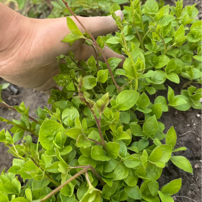 Korean Lance Asiabell seeds : Deodeok - 더덕 씨앗 | KSEEDZ