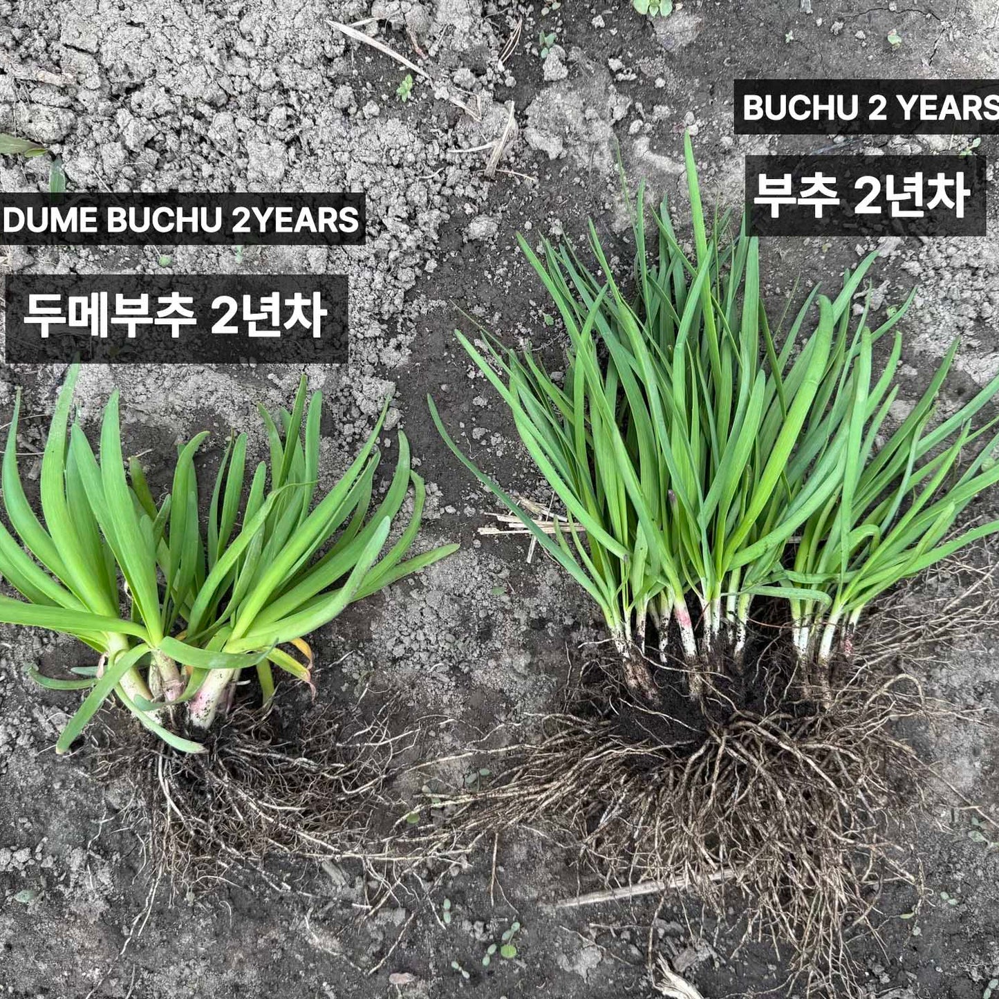 Korean chive seeds : Buchu - 부추 씨앗 | KSEEDZ