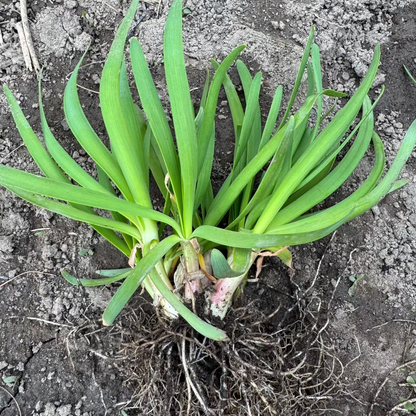 Korean whild chive seeds : Dume Buchu - 두메 부추 씨앗 | KSEEDZ