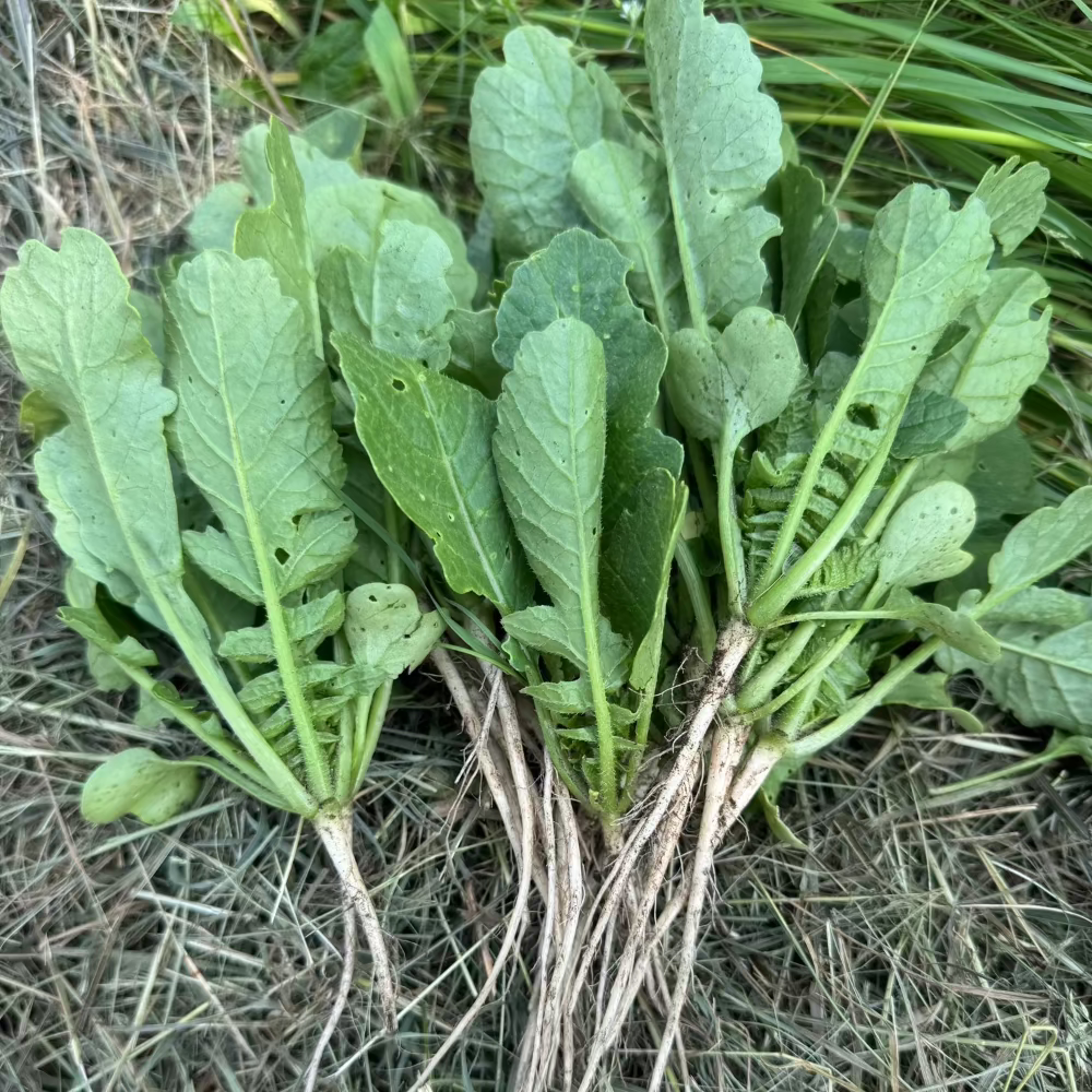 Korean young radish seeds / Yeolmu : Spring/Fall - 열무 (봄/가을) | KSEEDZ