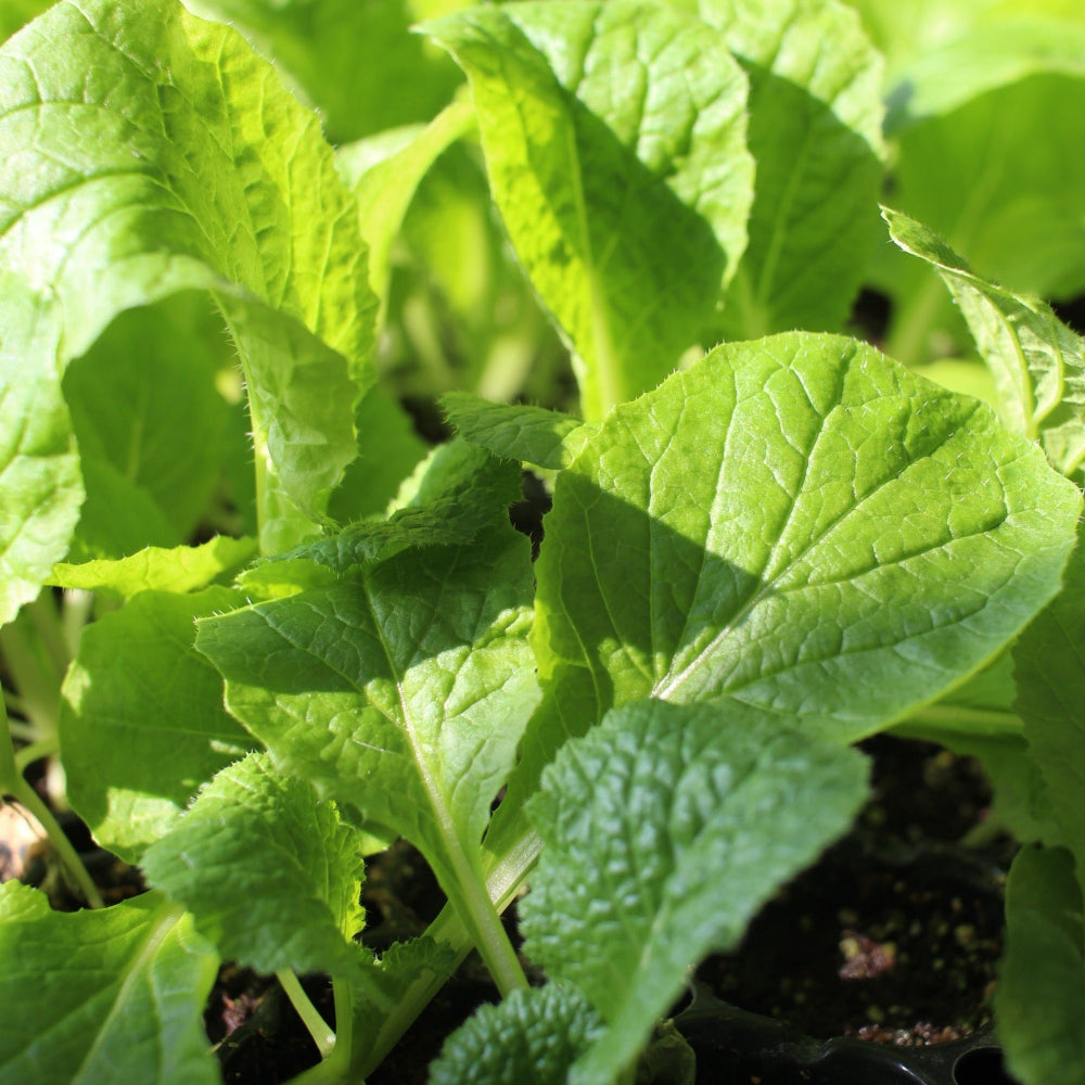 Napa Cabbage : Kimchi - 김장배추