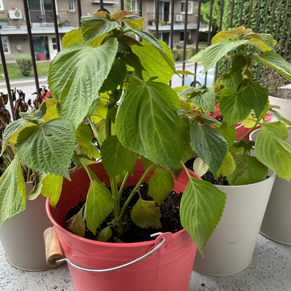 Korean perilla seeds - 깻잎, 잎들깨 씨앗 | KSEEDZ