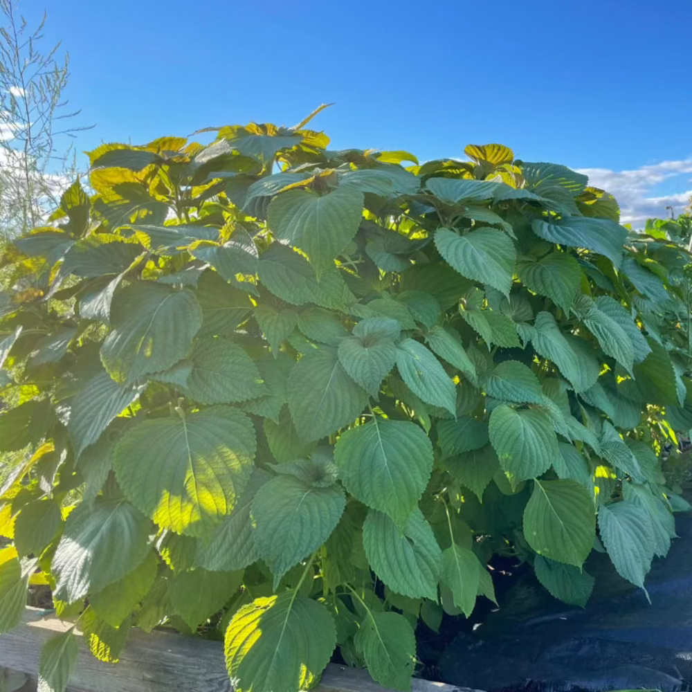 Korean perilla seeds - 깻잎, 잎들깨 씨앗 | KSEEDZ