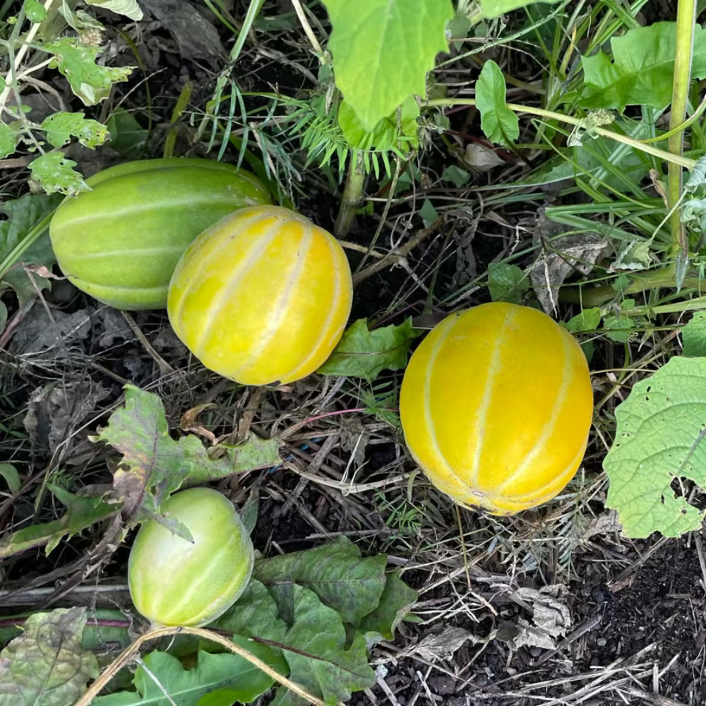 Korean melon seeds - 참외 씨앗 | KSEEDZ