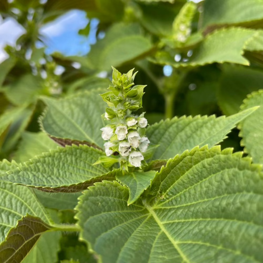 Korean perilla seeds - 깻잎, 잎들깨 씨앗 | KSEEDZ