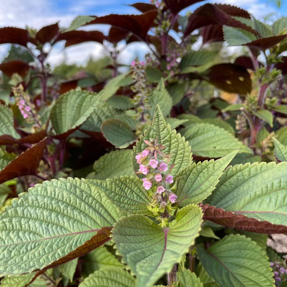 Korean red perilla seeds - tía tô, Britton  / 적깻잎, 적삼잎들깨 씨앗 | KSEEDZ