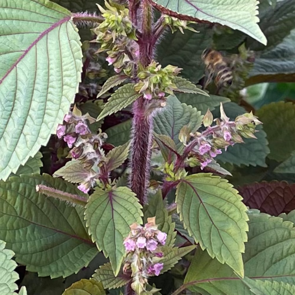 Korean red perilla seeds - tía tô, Britton  / 적깻잎, 적삼잎들깨 씨앗 | KSEEDZ