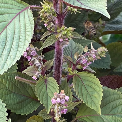 Korean red perilla seeds - tía tô, Britton  / 적깻잎, 적삼잎들깨 씨앗 | KSEEDZ