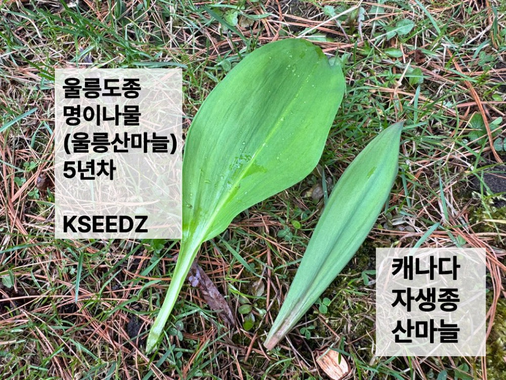 Ramp / Korean wild garlic – 울릉도종 명이나물, 산마늘 8월 18일부터 배송시작