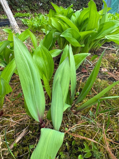 Ramp / Korean wild garlic – 울릉도종 명이나물, 산마늘 8월 18일부터 배송시작