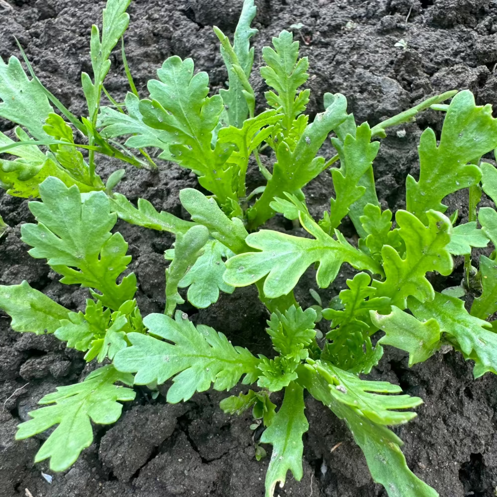 Mustard Crown Daisy - 쑥갓