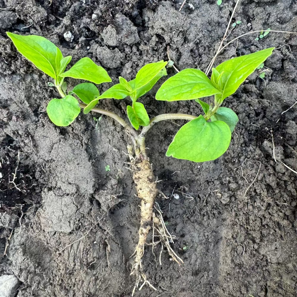Korean Lance Asiabell seeds : Deodeok - 더덕 씨앗 | KSEEDZ