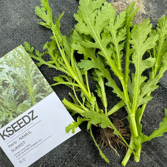 Korean crown daisy seeds - 쑥갓 씨앗 | KSEEDZ
