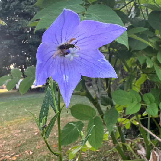 Korean ballon flower seeds : Doraji - 도라지 | KSEEDZ