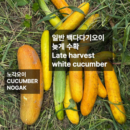 Korean cucumber seeds - 백다다기 오이 씨앗 | KSEEDZ