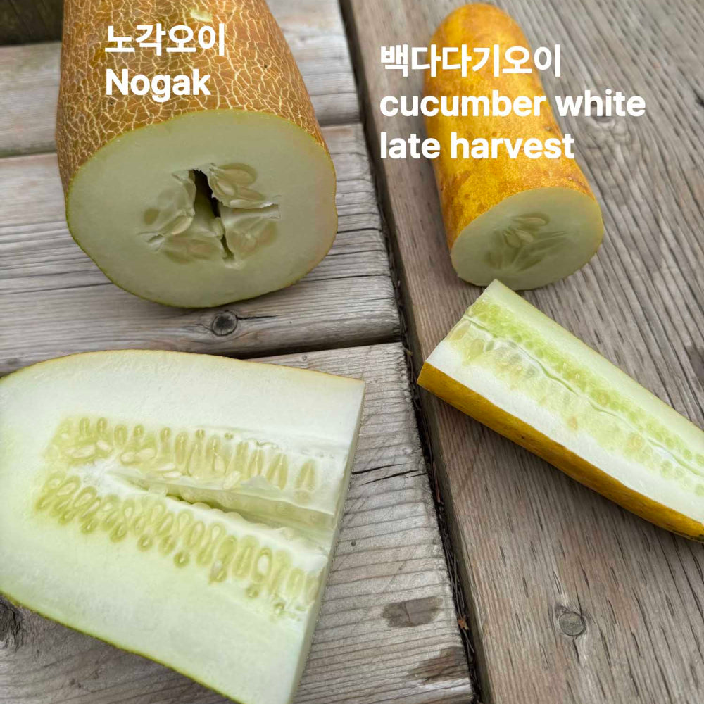 Korean cucumber seeds - 백다다기 오이 씨앗 | KSEEDZ