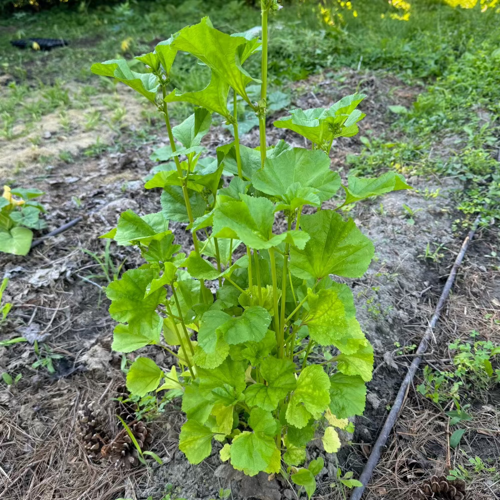 Korean A-uk seeds - 아욱 씨앗  | KSEEDZ