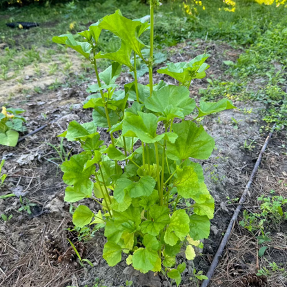 Korean A-uk seeds - 아욱 씨앗  | KSEEDZ
