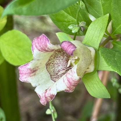 Korean Lance Asiabell seeds : Deodeok - 더덕 씨앗 | KSEEDZ