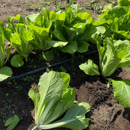 Korean napa cabbage seeds : Eolgali - 얼갈이 / 엇갈이 배추 | KSEEDZ