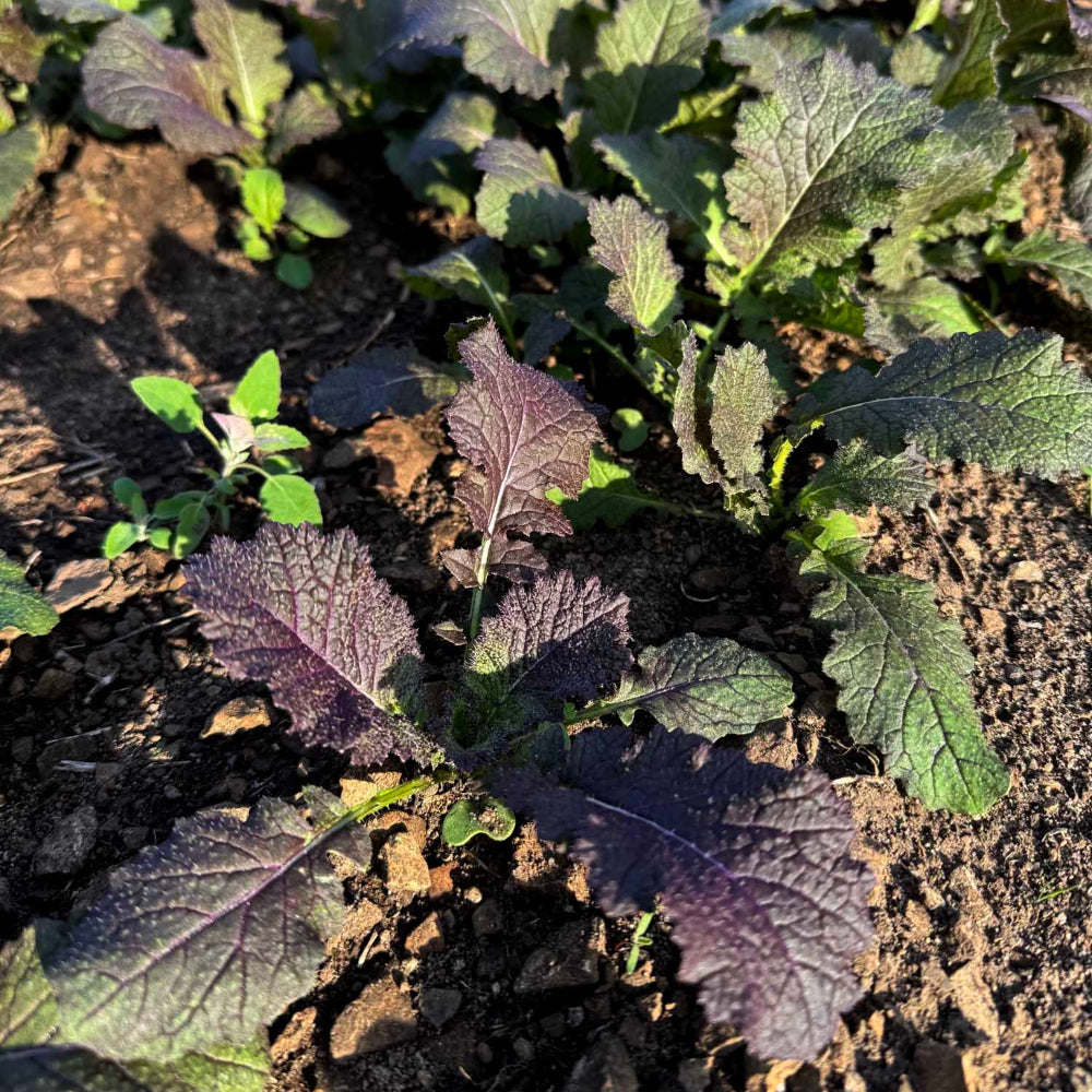 Korean red mustard seeds - 적갓, 홍갓 씨앗 | KSEEDZ