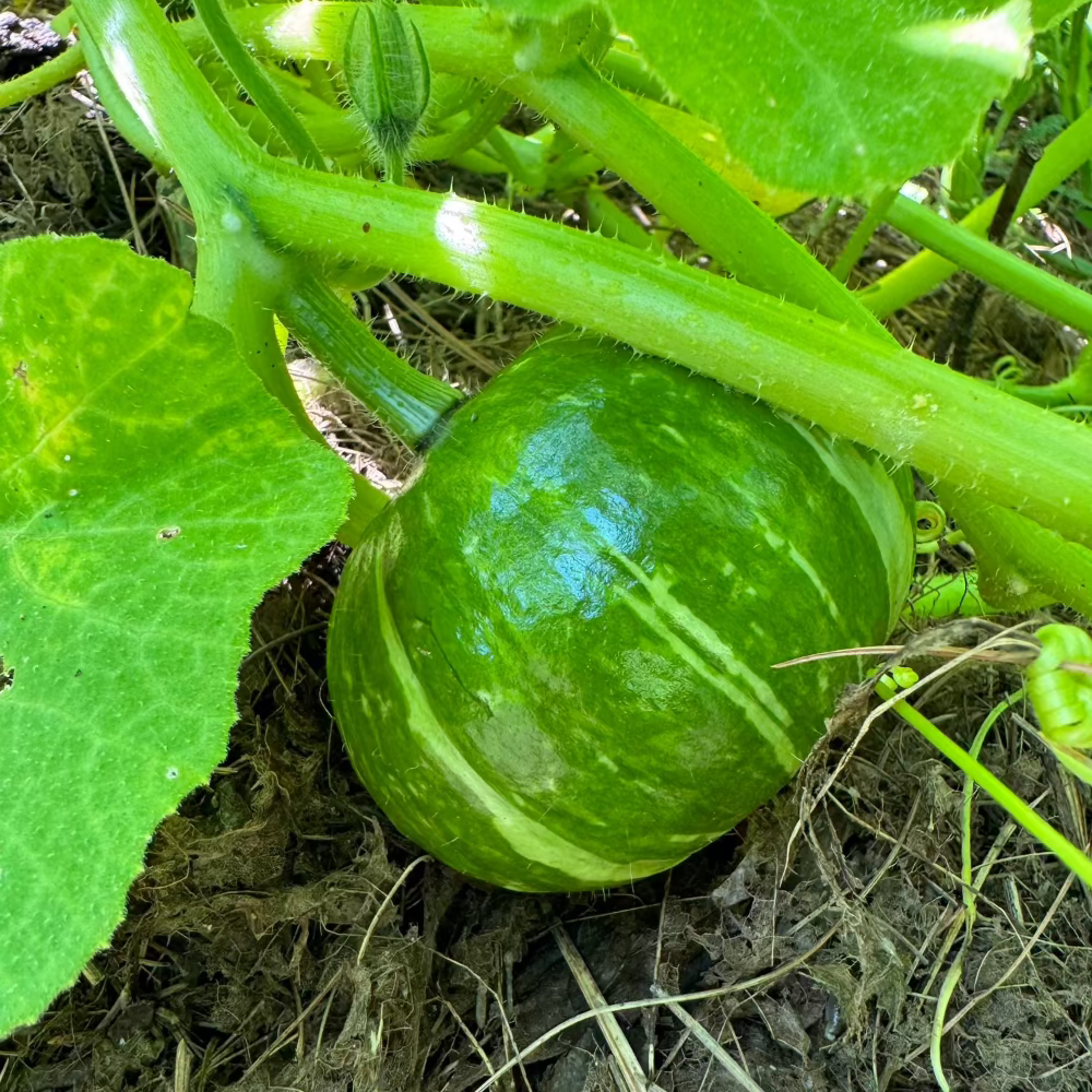 Korean sweet pumpkin seeds : kabocha - 단호박 씨앗 | KSEEDZ