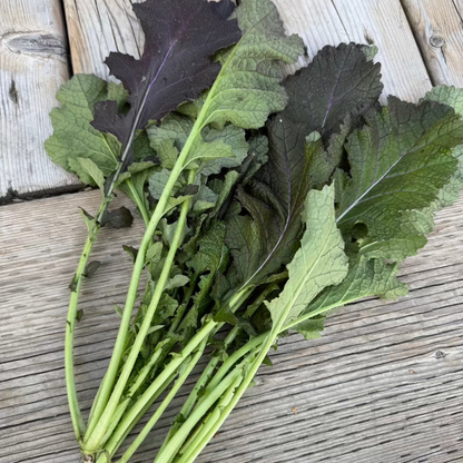 Korean red mustard seeds - 적갓, 홍갓 씨앗 | KSEEDZ