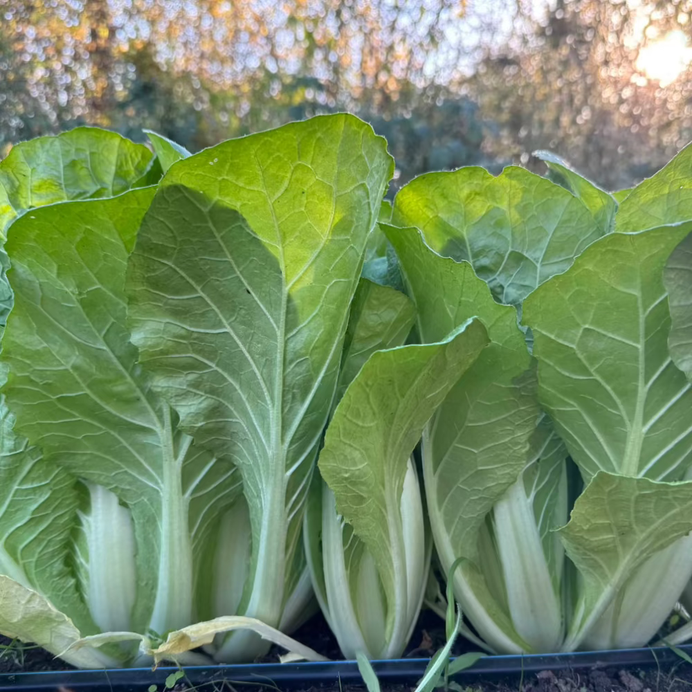 Korean napa cabbage seeds : Eolgali - 얼갈이 / 엇갈이 배추 | KSEEDZ