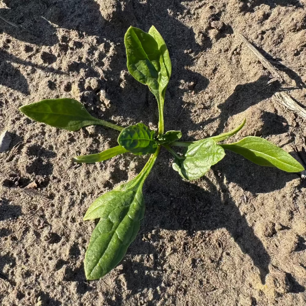 Korean winter spinach seeds - 포항초, 섬초 시금치 씨앗 | KSEEDZ