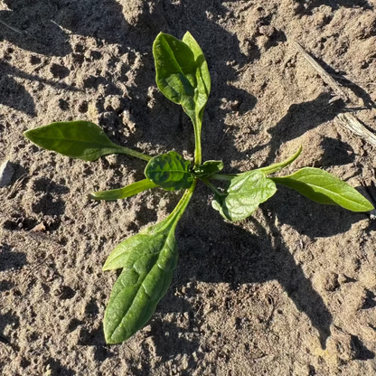 Korean winter spinach seeds - 포항초, 섬초 시금치 씨앗 | KSEEDZ