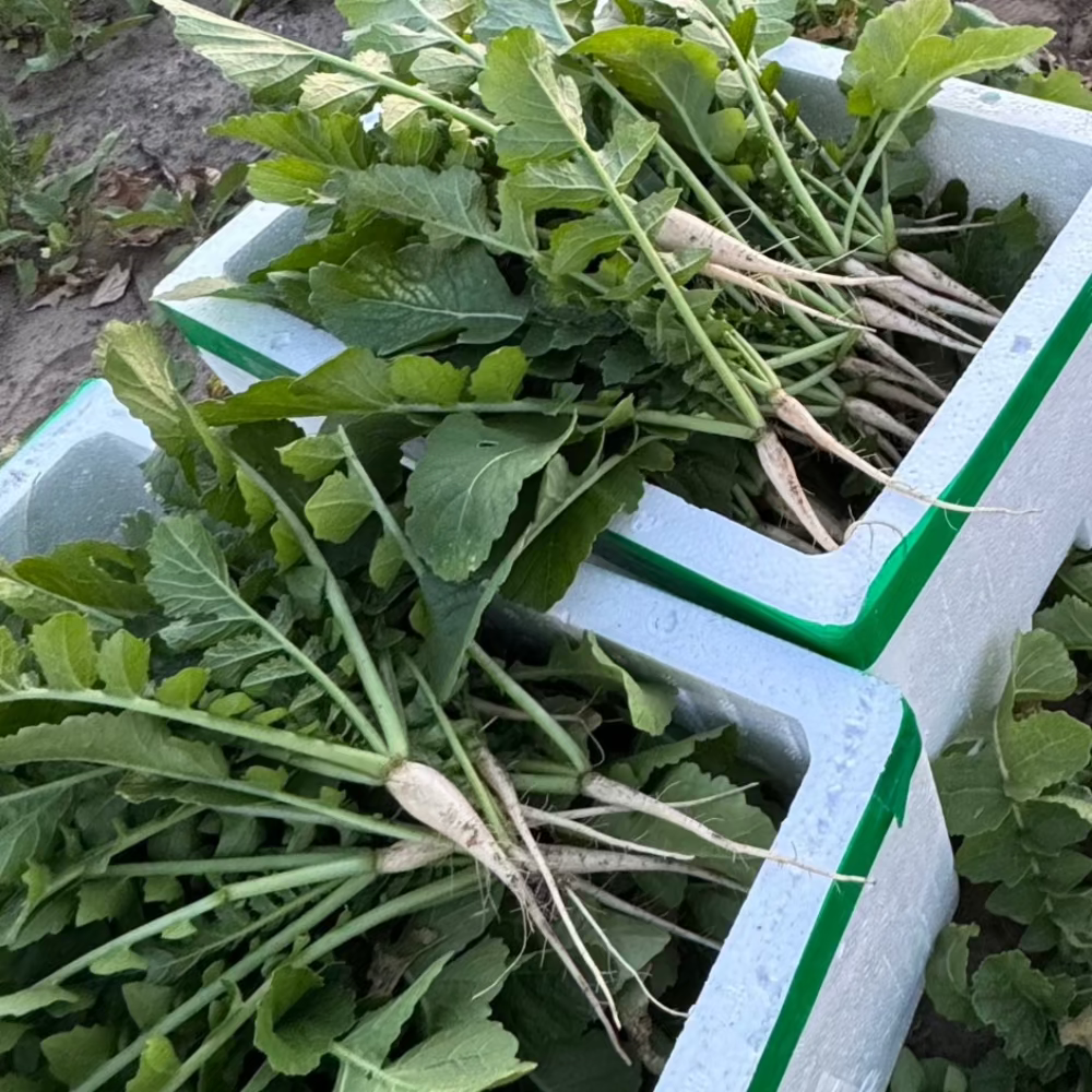 Korean young radish seeds / Yeolmu : Spring/Fall - 열무 (봄/가을) | KSEEDZ