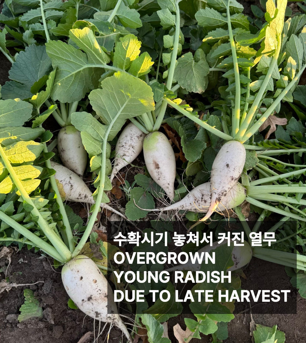 Korean young radish seeds / Yeolmu : Spring/Fall - 열무 (봄/가을) | KSEEDZ