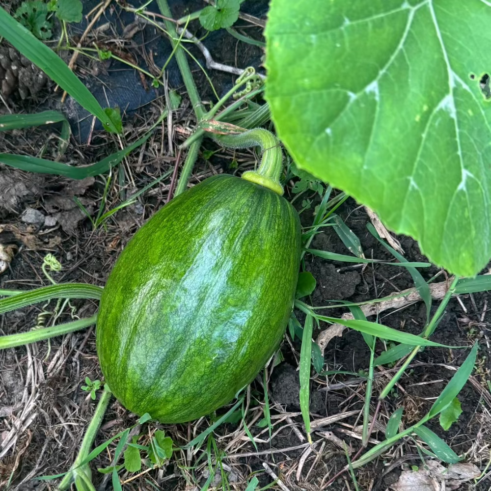 Korean round zucchini seeds - 풋호박 씨앗 | KSEEDZ