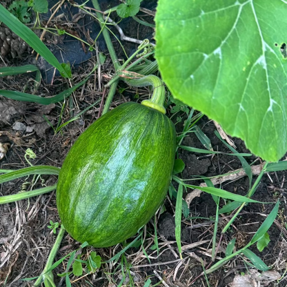 Korean round zucchini seeds - 풋호박 씨앗 | KSEEDZ
