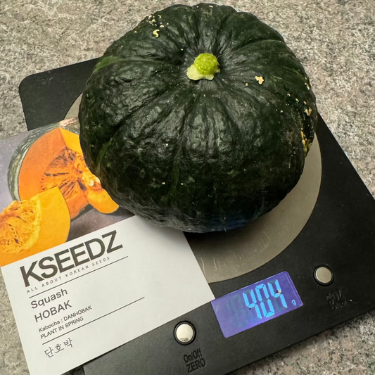 Korean sweet pumpkin seeds : kabocha - 단호박 씨앗 | KSEEDZ