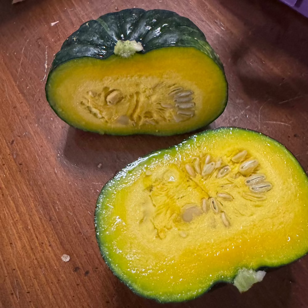 Korean sweet pumpkin seeds : kabocha - 단호박 씨앗 | KSEEDZ