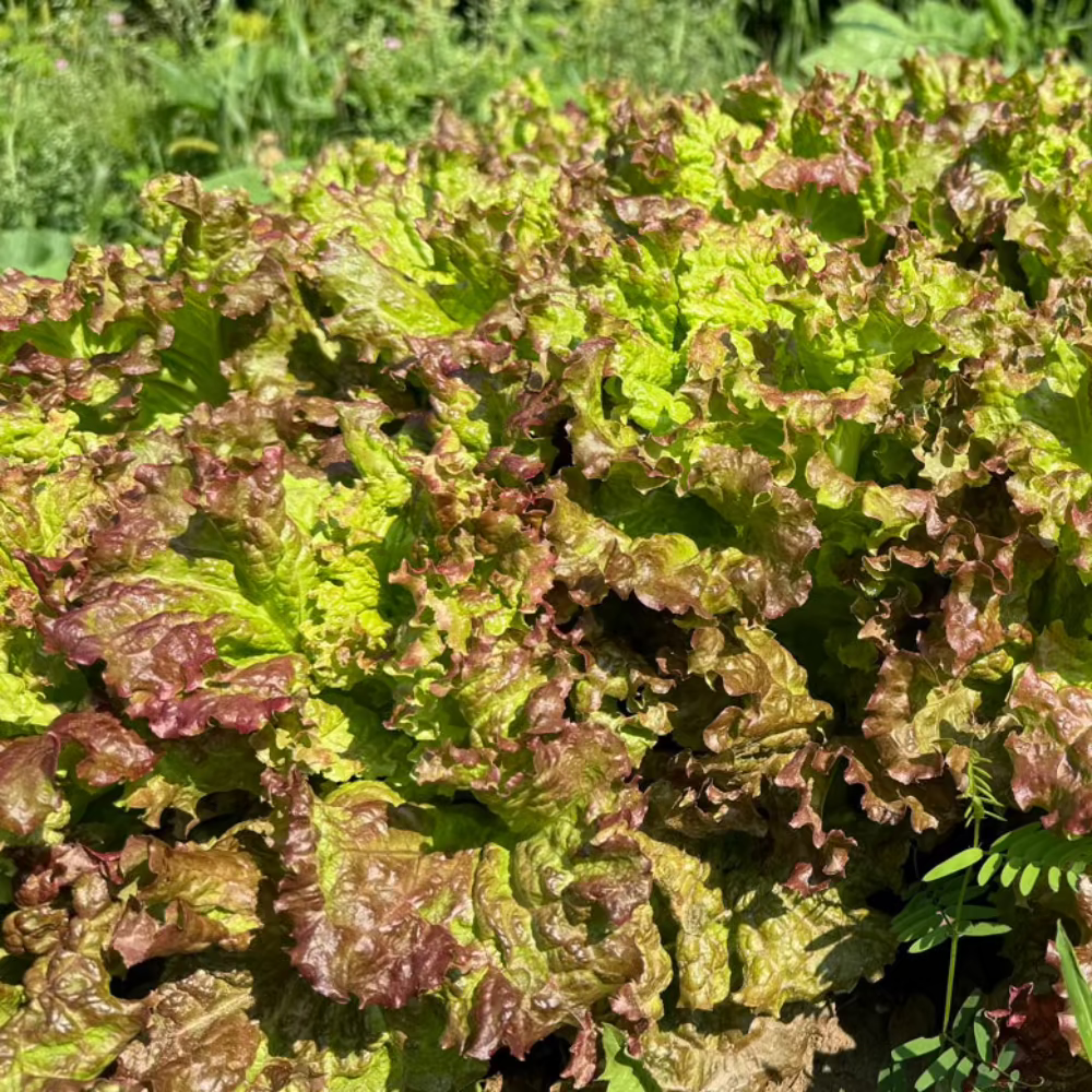 Korean red lettuce seeds - 적축면 상추 씨앗 | KSEEDZ
