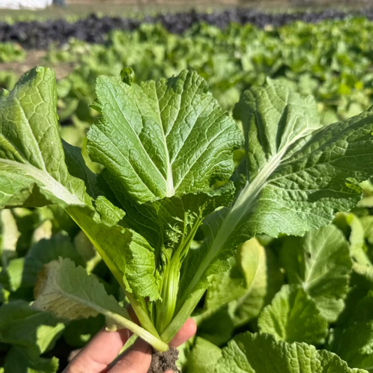 Korean dolsan mustard seeds - 돌산갓 씨앗 | KSEEDZ