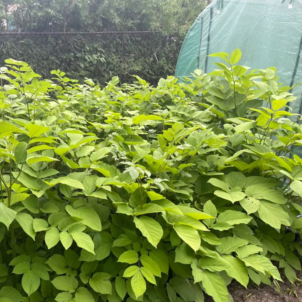 Korean Manchurian angelica hairloom seeds - 땅두릅 씨앗 | KSEEDZ