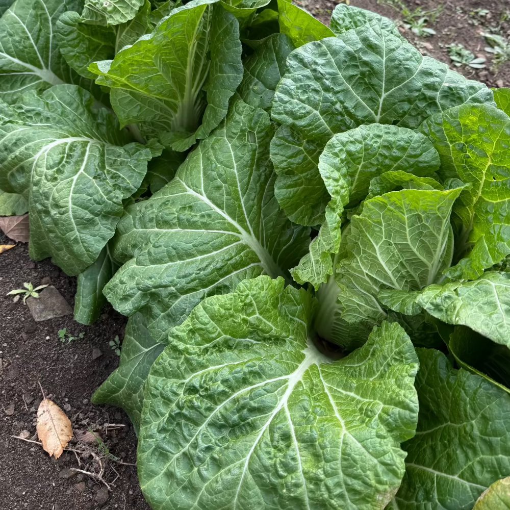 Korean Gold napa cabbage seeds for Kimchi : Spring / Fall- 황금배추