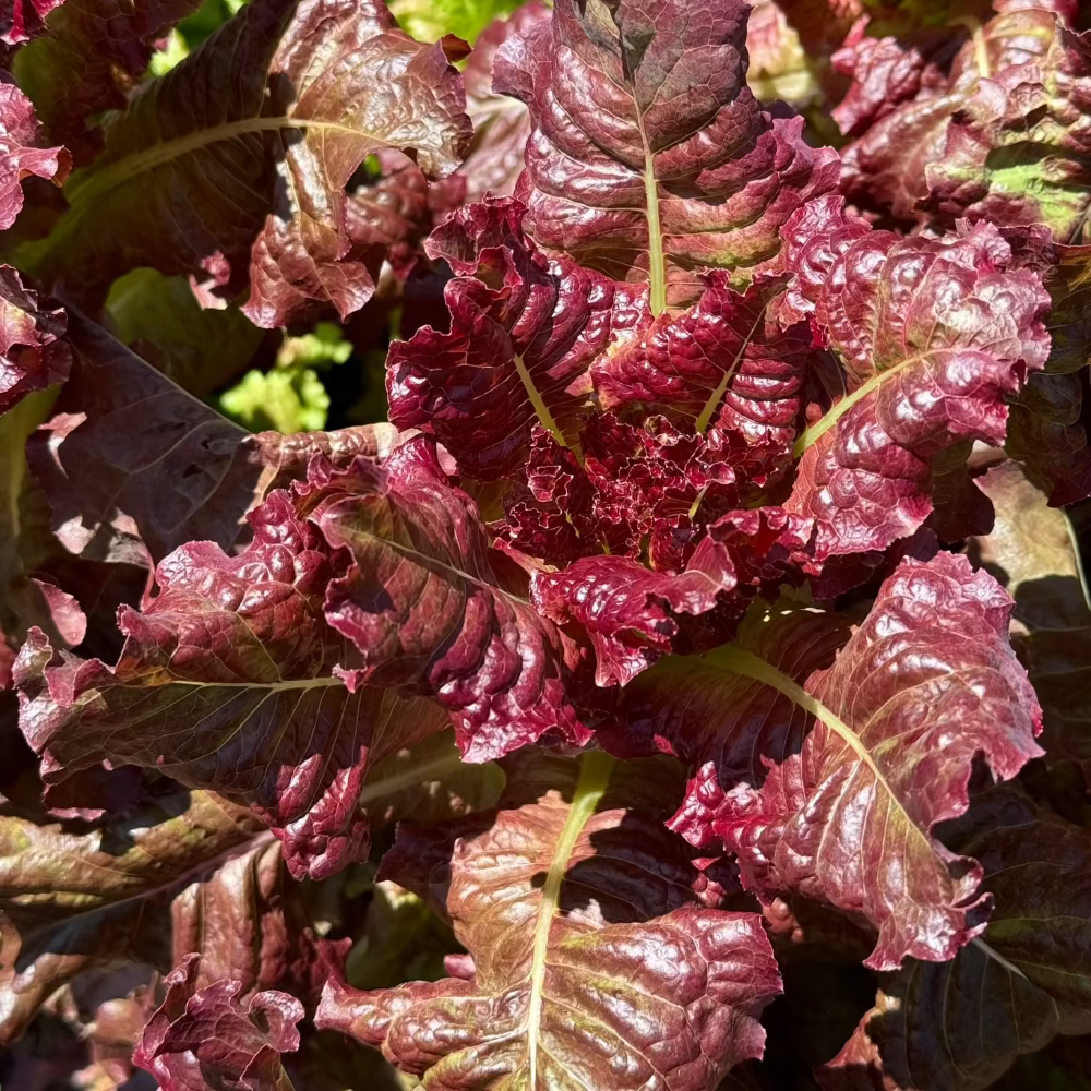 Korean red skirt lettuce seeds - 적치마 상추 씨앗 | KSEEDZ