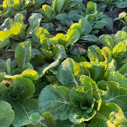 Korean winter cabbage seeds : Bomdong - 봄동 배추 씨앗 | KSEEDZ