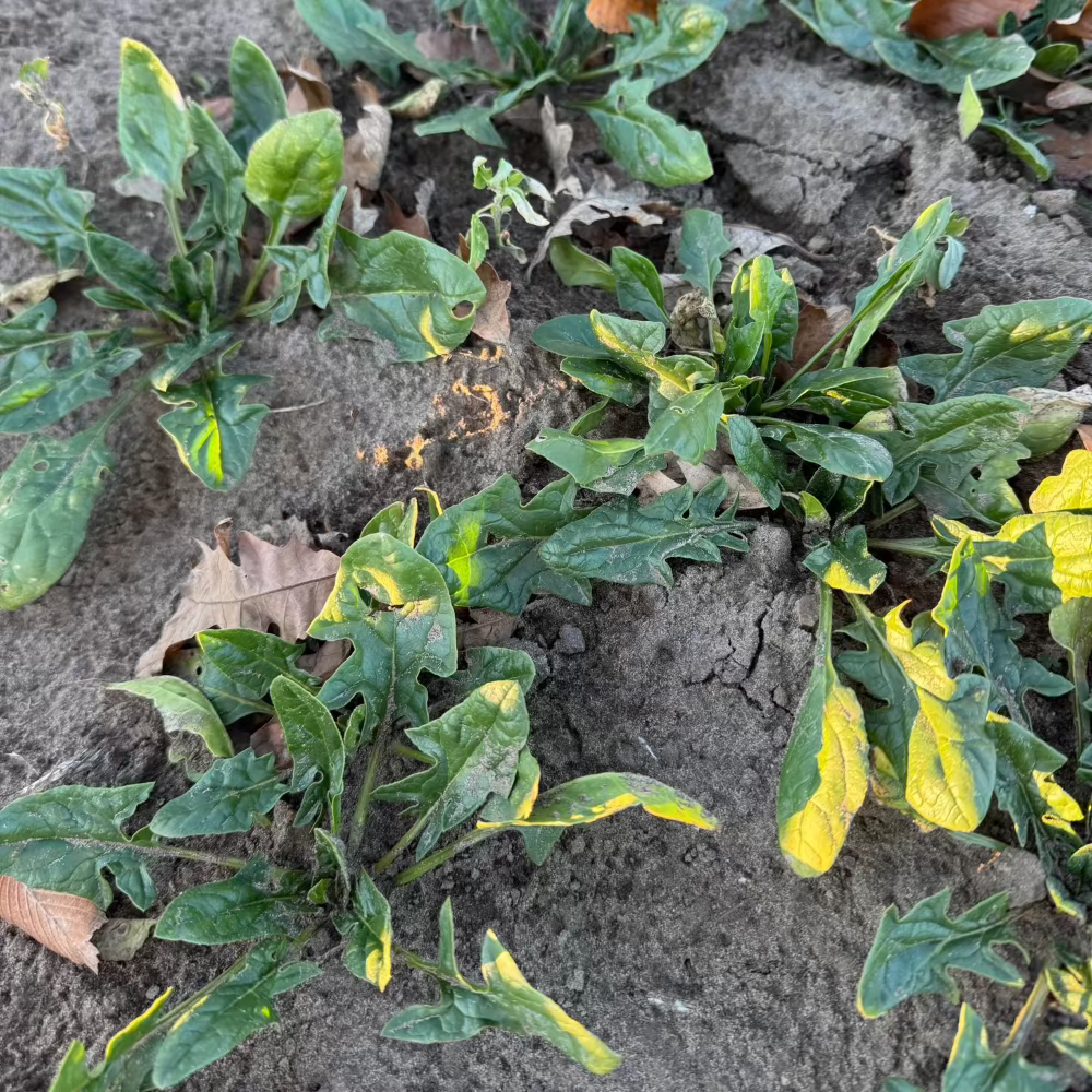 Korean winter spinach seeds - 포항초, 섬초 시금치 씨앗 | KSEEDZ