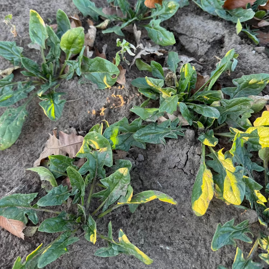 Korean winter spinach seeds - 포항초, 섬초 시금치 씨앗 | KSEEDZ