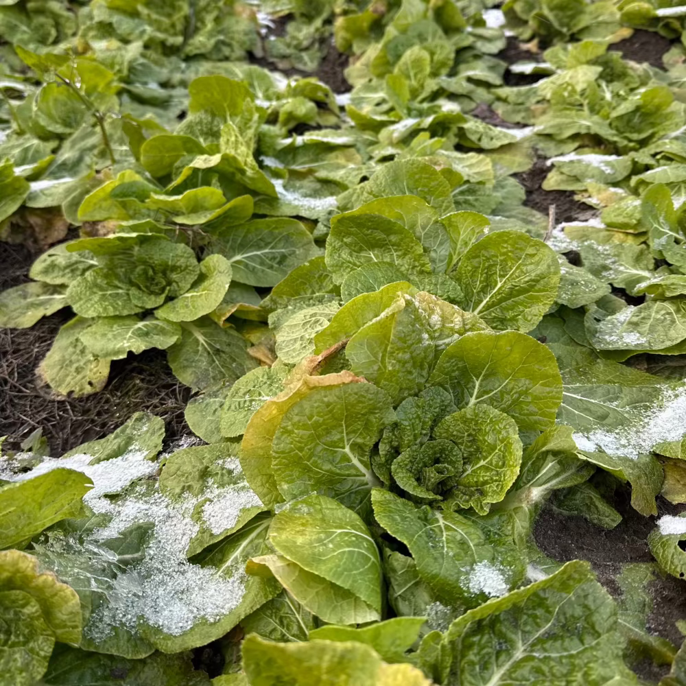 Korean winter cabbage seeds : Bomdong - 봄동 배추 씨앗 | KSEEDZ