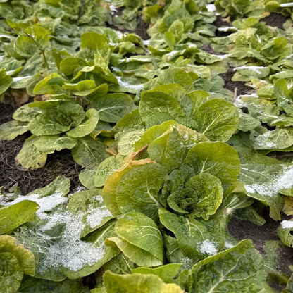 Korean winter cabbage seeds : Bomdong - 봄동 배추 씨앗 | KSEEDZ
