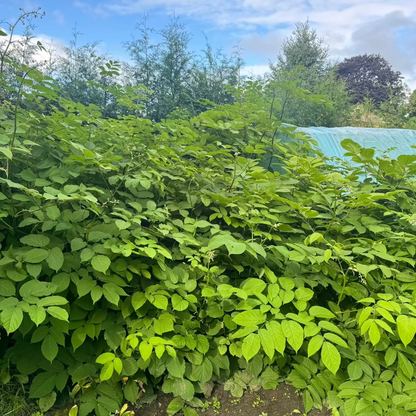 Korean Manchurian angelica hairloom seeds - 땅두릅 씨앗 | KSEEDZ