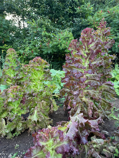 Korean red skirt lettuce seeds - 적치마 상추 씨앗 | KSEEDZ