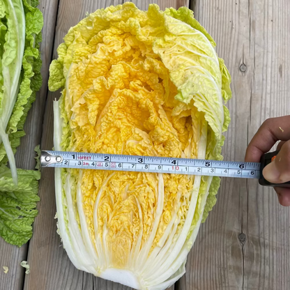 Korean Gold napa cabbage seeds for Kimchi : Spring / Fall- 황금배추